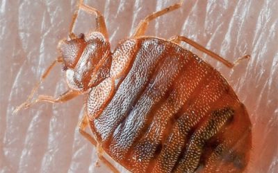 HOW TO CHECK FOR THE CURSE OF BEDBUGS