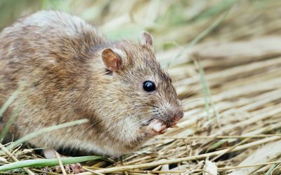 EARLY HARVEST – BE VIGILANT ABOUT RATS AND MICE