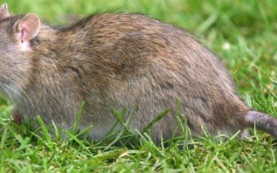 RAT OR MOUSE INFESTATION IN LINCOLNSHIRE